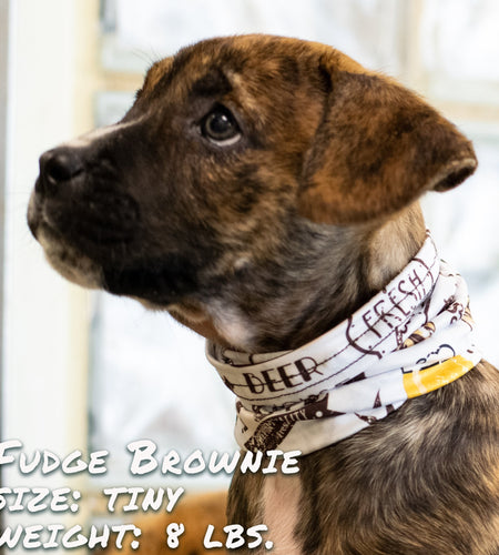 Beer Buddy Pup Scruff